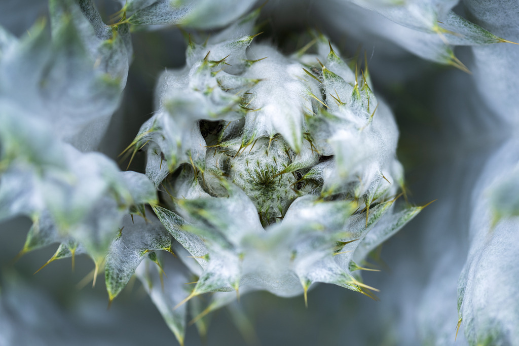 Stechblume | Simone Sonderegger Photography