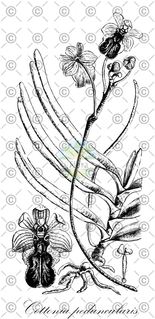 HistAbb_EMP_119974_SRC_Schlechtendal_FLORAD_SIMPLE | Historische Abbildung von Cottonia peduncularis - Orchidaceae | Historical Illustration of Cottonia peduncularis - Orchidaceae