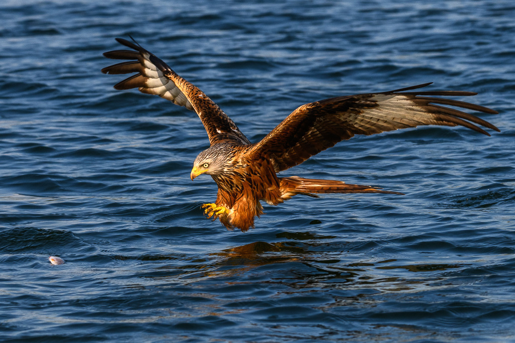 milan-2018-184 | Ein Roter Milan (Milvus milvus) kurz vor dem Ergreifen eines Beutefisches. Das Foto entstand mit einer Nikon D850 am Breiten Luzin im Naturpark Feldberger Seenlandschaft in Mecklenburg-Vorpommern. - Realisiert mit Pictrs.com
