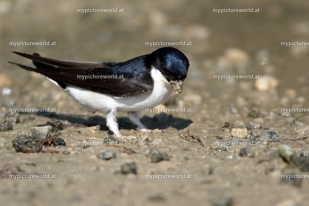 Mehlschwalbe-051 | Das Bilderarchiv über Tiere, Planzen und Landschaften. In der Bilddatenbank finden Sie ein große Auswahl an hochwertigen Bilder für Ihre Werbung - Realisiert mit Pictrs.com