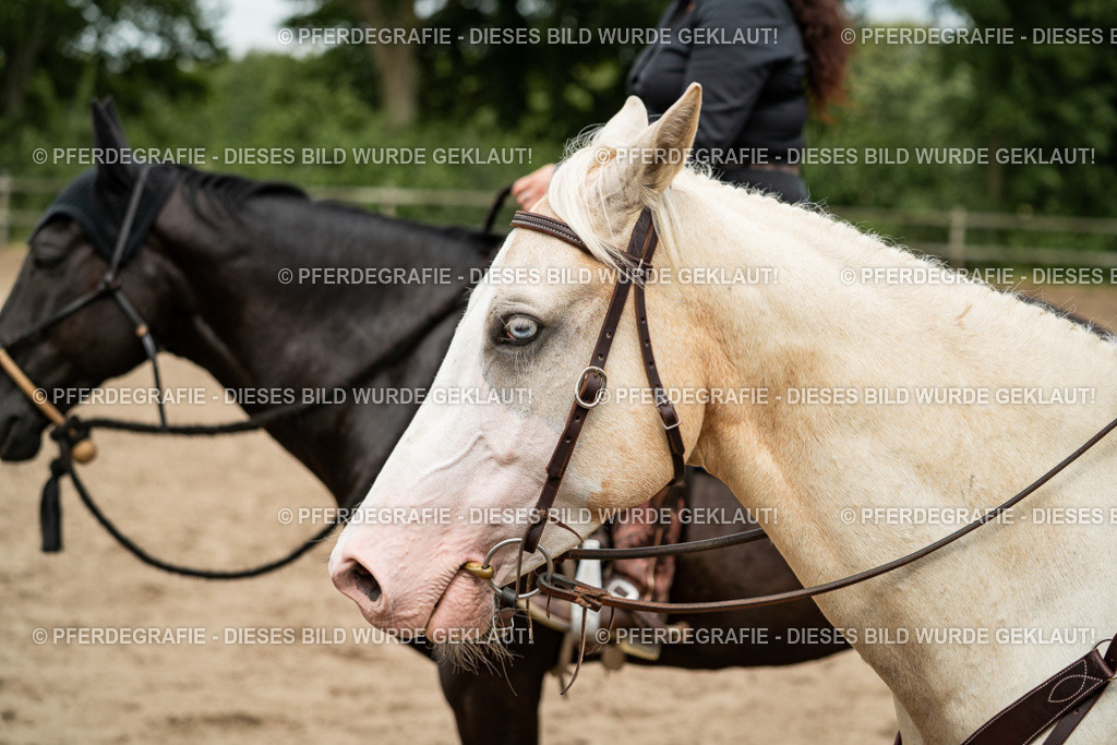 DSC03601 | Pferdegrafie