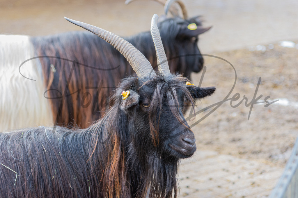 tiere-1-2 | fotografie-derks - Realisiert mit Pictrs.com