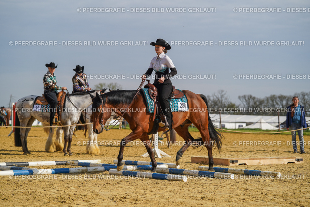 DSC01286 | Pferdegrafie