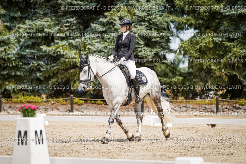 DSC03494 | Pferdegrafie