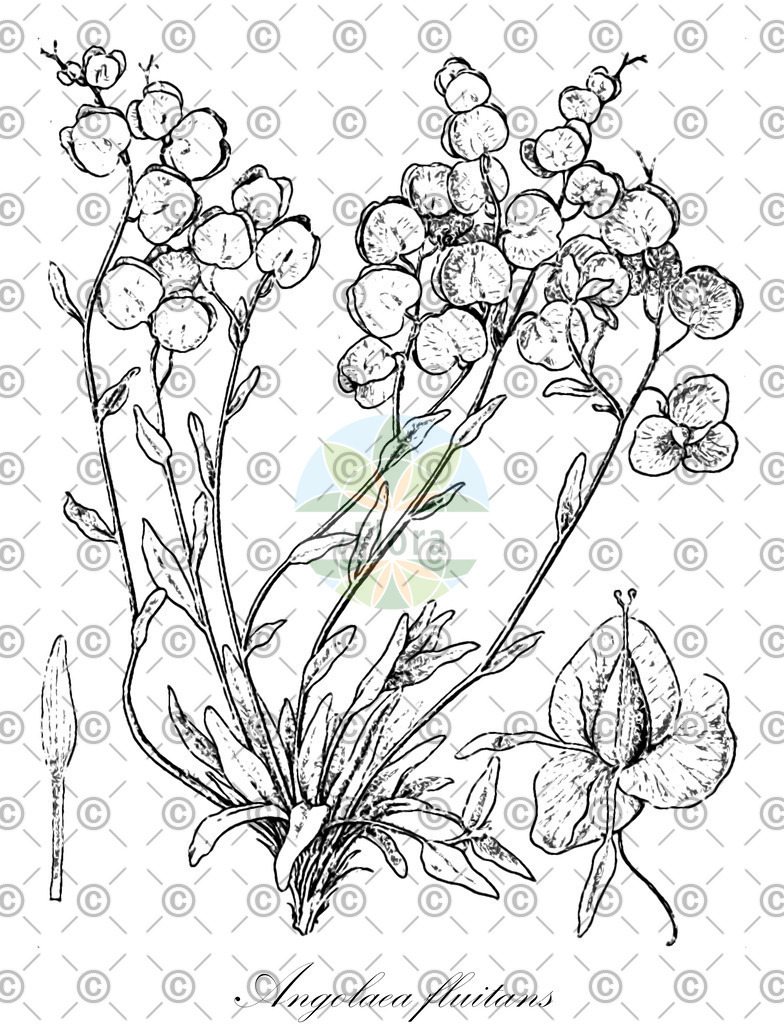 HistAbb_wfo-0000536542_211_ENZY_Simple | Historische Abbildung von Angolaea fluitans - Podostemaceae | Historical Illustration of Angolaea fluitans - Podostemaceae