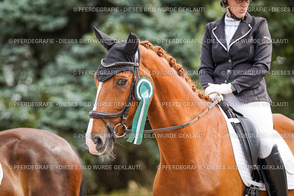 DSC02361 | Pferdegrafie