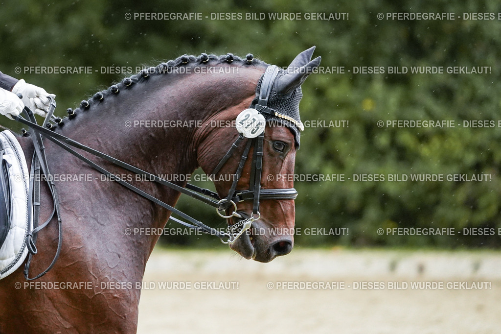 DSC00505 | Pferdegrafie