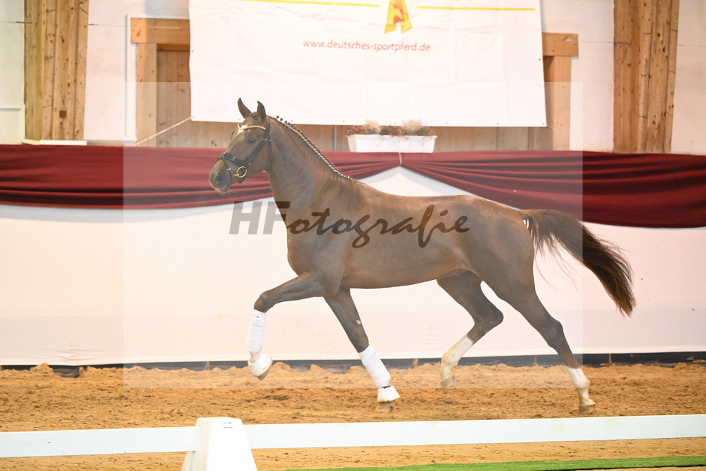 Kat-Nr. 58 v. Vivino_Gestuet Greim_66222339 | hf-fotografie - Realisiert mit Pictrs.com