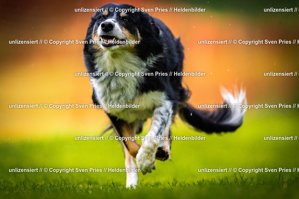 Sven Pries | 2025-09-21 - Hunderennen Baden-Oos - Realisiert mit Pictrs.com