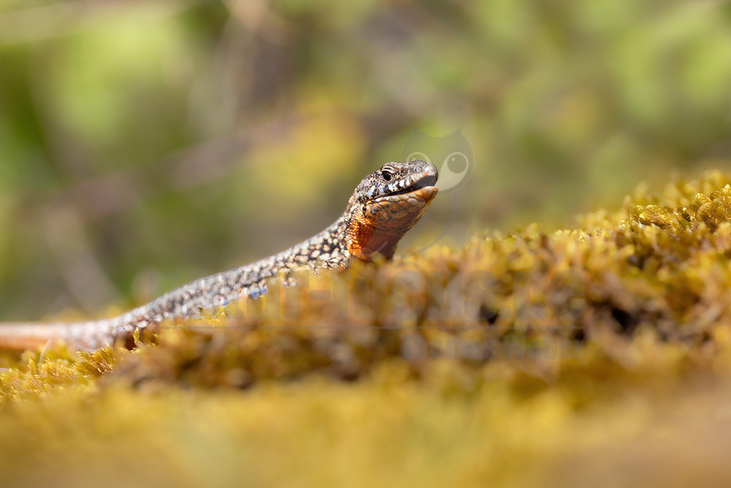 R5NF3172_20240622 | Die Mauereidechse gehört zur Klasse der Kriechtiere, der Familie der Echten Eidechsen und zur Gattung der Mauereidechsen. Sie wurde von der Deutschen Gesellschaft für Herpetologie und Terrarienkunde zum Reptil des Jahres 2011 ausgerufen. - Realisiert mit Pictrs.com