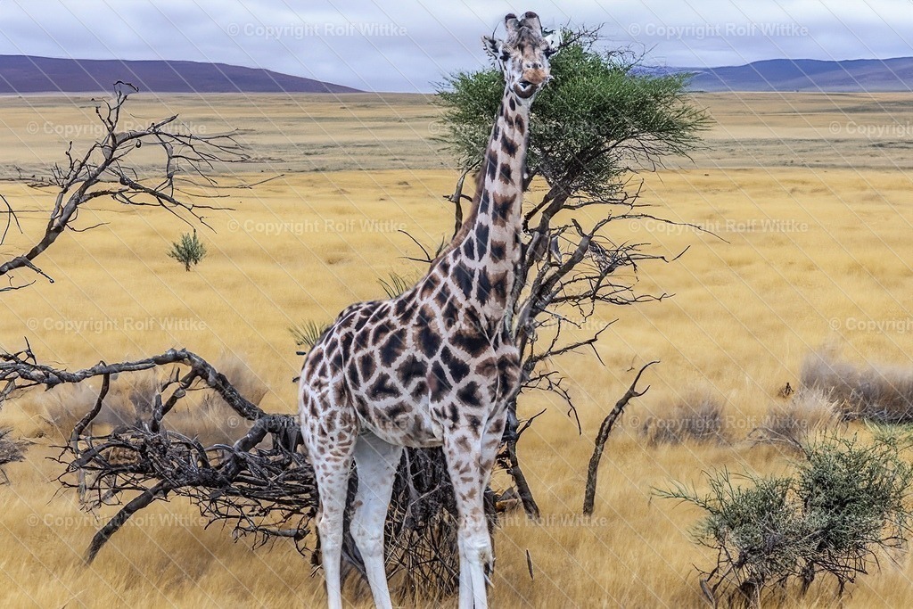 giraffe1 | Giraffe auf Futtersuche - Realisiert mit Pictrs.com