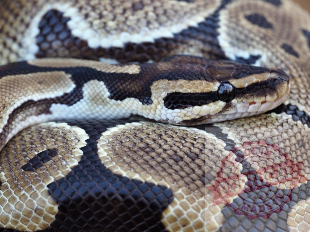 Ball python head and patterned skin texture | Ball python head resting on its coiled body displaying detailed scales and pattern - Realized with Pictrs.com