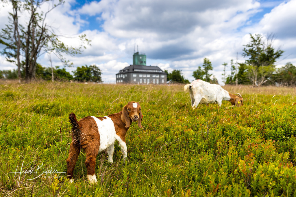 Heidschnucken auf dem Kahlen Asten | Heidschnucken beweiden die Bergheide auf dem Kahlen Asten bei Winterberg - Realisiert mit Pictrs.com
