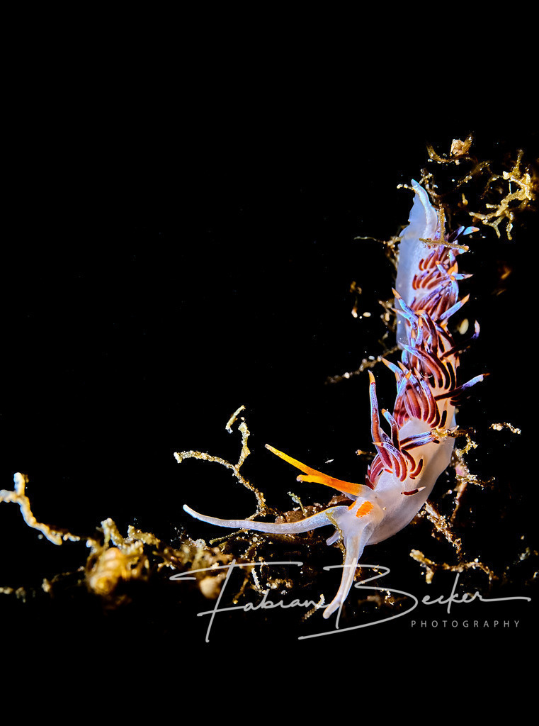 Sliding down | Einzigartige Wandbilder von faszinierenden Unterwasserwelten. Exklusive Kunst für Empfangsbereiche, Wohnraum oder Wartezimmer. - Realisiert mit Pictrs.com