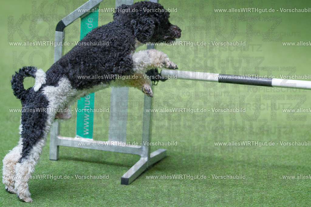 @allesWIRTHgut_Tierfotografie - www.allesWIRTHgut.de - 2604261339-7R502392 | Professionelle Tierfotografie in Mönchengladbach von Daniel Wirth (allesWIRTHgut). Liebevolle & natürliche Bilder von Hunden & Katzen für unvergessliche Erinnerungen.