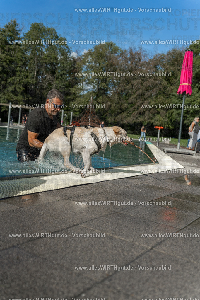 Hundeschwimmen_Volksbad_2026-allesWIRTHgut_Tierfotografie-2609061547-7R501883 | Professionelle Tierfotografie in Mönchengladbach von Daniel Wirth (allesWIRTHgut). Liebevolle & natürliche Bilder von Hunden & Katzen für unvergessliche Erinnerungen.