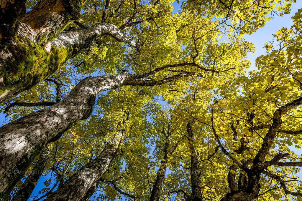 Fotos_Copyright_Chri_Fischbacher_Druck-420 | Bildershop Chri Fischbacher - Realisiert mit Pictrs.com