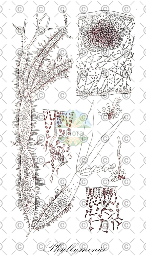 HistAbb_wfo-0000025207_1_ENZY_Simple | Historische Abbildung von Phyllymenia - Halymeniaceae (0) | Historical Illustration of Phyllymenia - Halymeniaceae (0)