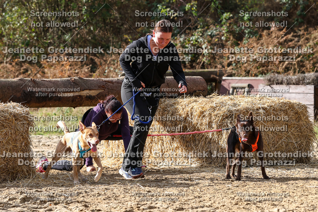 Dog Paparazzi - Strongdog 10-25-5686 | Dog Paparazzi Jeanette Grottendiek Fotografie & Videografie - Realisiert mit Pictrs.com