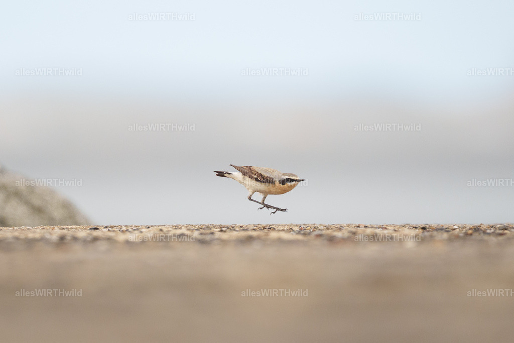 allesWIRTHwild.de - 7IV00487 | Entdecke die faszinierende Welt der Natur- und Wildlife-Fotografie von Daniel und Bärbel. Inspirierende Bilder von wilden Tieren und kleinen Naturwundern.