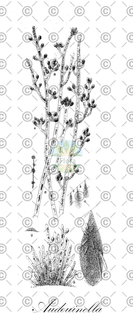 HistAbb_35L3_1_ENZY_Simple | Historische Abbildung von Audouinella - Audouinellaceae (0) | Historical Illustration of Audouinella - Audouinellaceae (0)