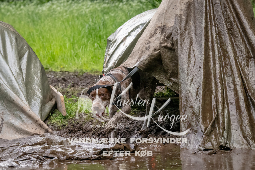 1520_ZZ92826-Bearbeitet | kk-dogfotos