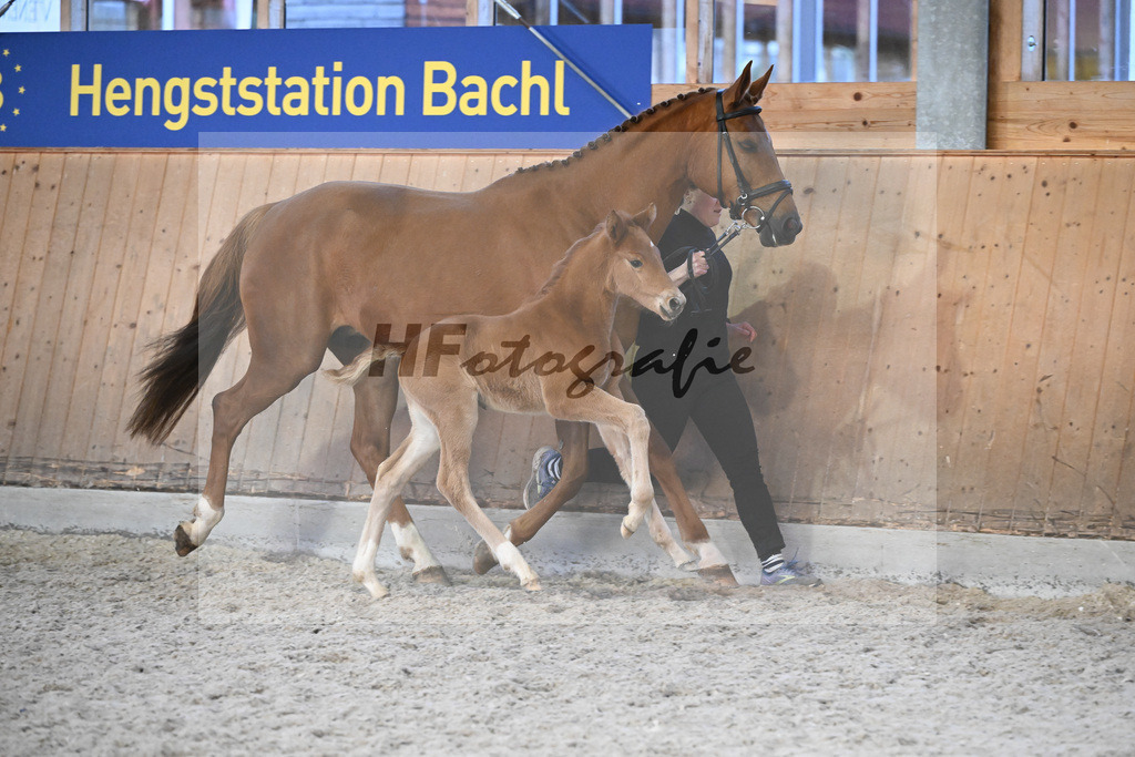 Fohlen Va Bene_Feigl_7240947 | hf-fotografie - Realisiert mit Pictrs.com