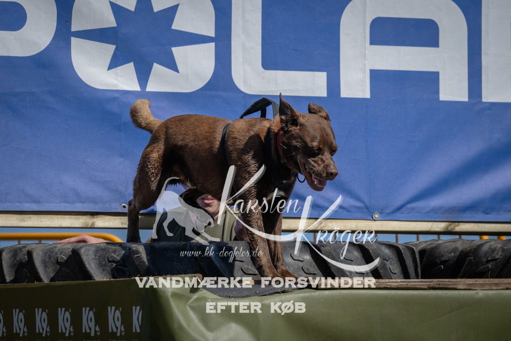 1200_ZZ93301 | kk-dogfotos