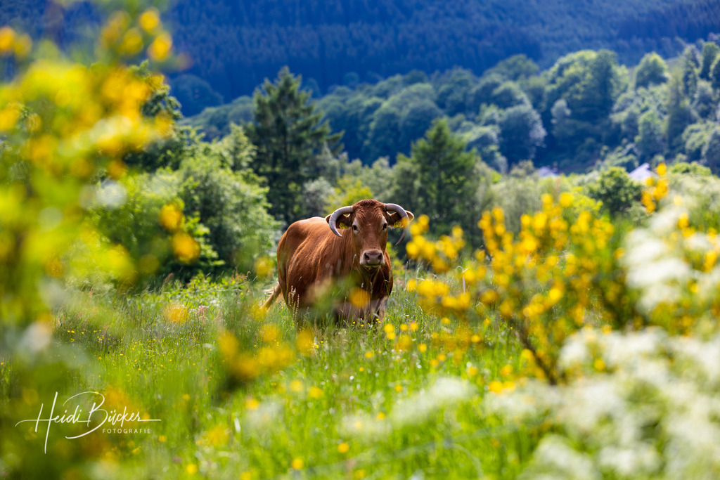 Westfeld und Umgebung 044 | Bilder und Impressionen zu jeder Jahreszeit aus dem Sauerland im Naturpark Sauerland-Rothaargebirge - Realisiert mit Pictrs.com