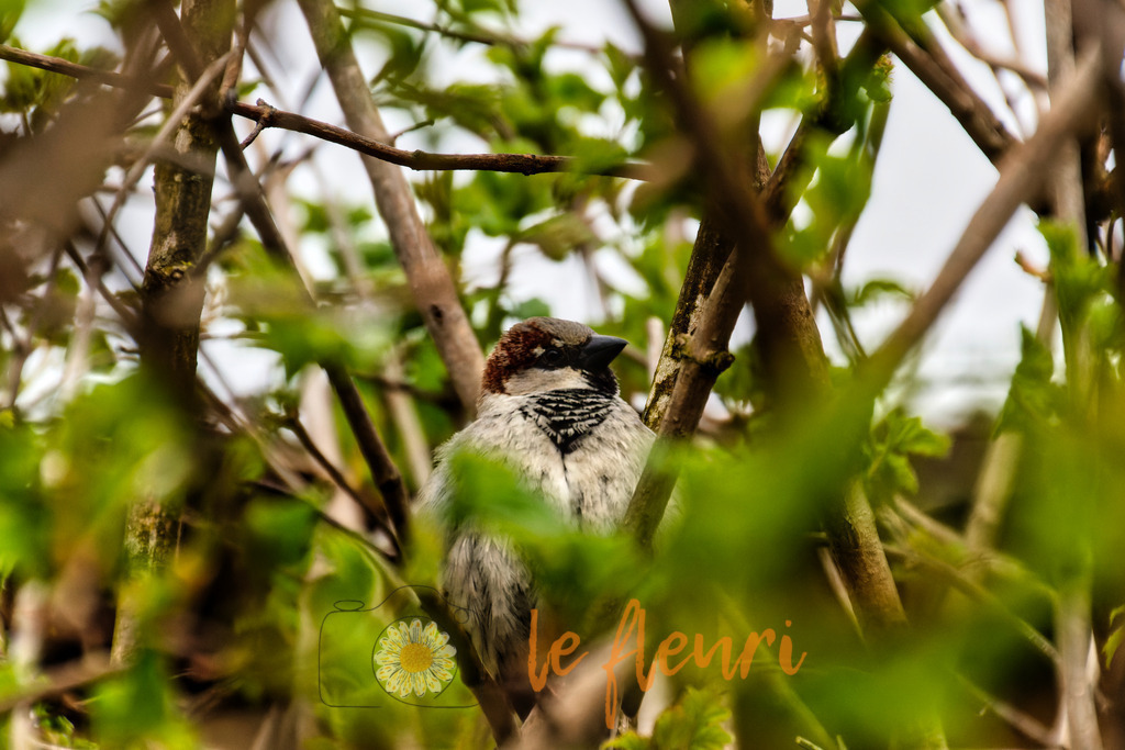 Aller guten Dinge sind drei | Dies ist der Shop von Florian Blum - le fleuri. Langenthal, Bern, Schweiz. Sie können hier meine oder ihre eigenen Fotos als Fotoprodukte kaufen. Tassen, Schlüsselanhänger, Taschen etc. können Sie hier gestalten.  - Realisiert mit Pictrs.com