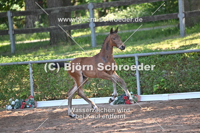 17_Conthalou - Cellestial_758_8401 | Björn Schroeder Pferdefotografie
