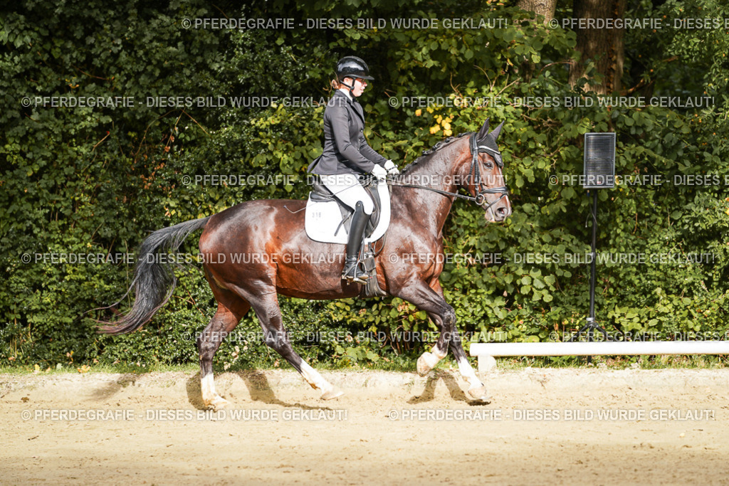 DSC09634 | Pferdegrafie