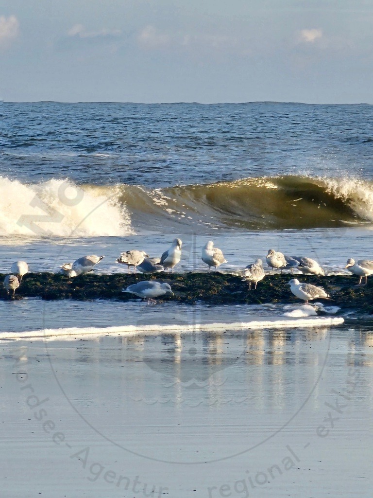 Nordsee Momente pur Nordseeküste Naturaufnahmen  | Nordsee in all ihrer Natürlichkeit  - Realisiert mit Pictrs.com