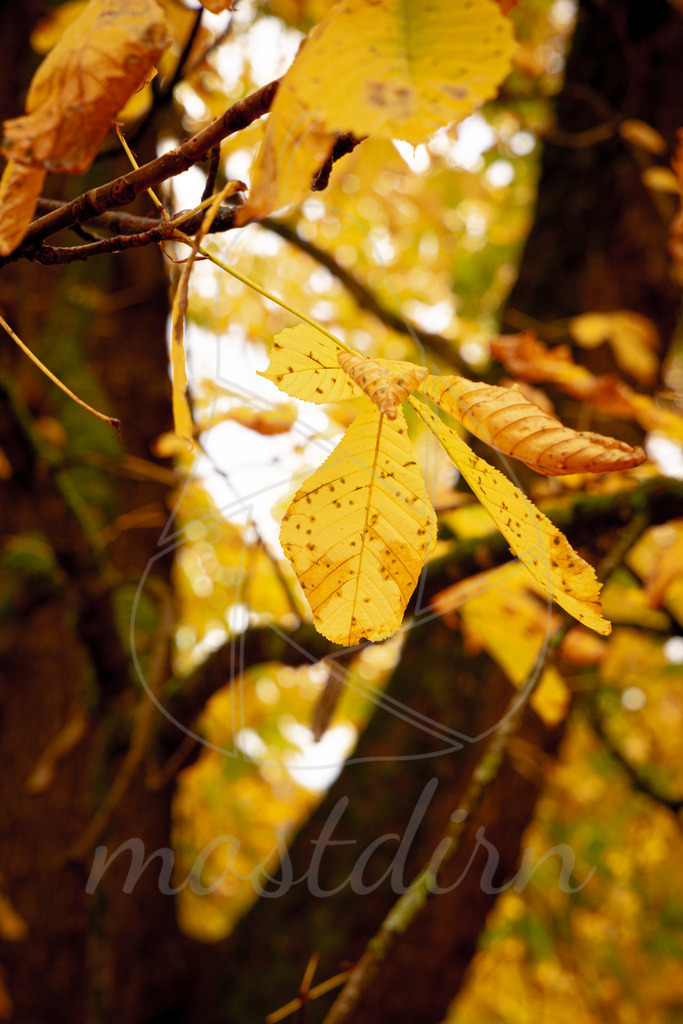 Herbst Gaming | Ihre Fotografin im Lungau, ihre Fotografin im Mostviertel, Wandbilder Onlineshop, Imagefotos für Ihr Unternehmen,  - Realisiert mit Pictrs.com