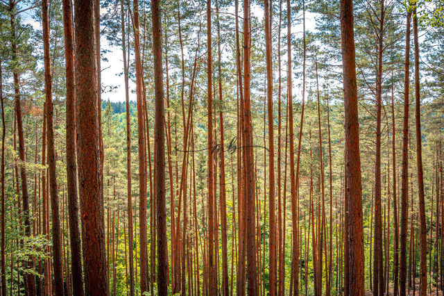 2023-05-29_13-50-54_830 | Nadelbaumstämme mit wenigen Ästen im Sommer, Kleineutersdorf, Thüringen, Deutschland - Realisiert mit Pictrs.com
