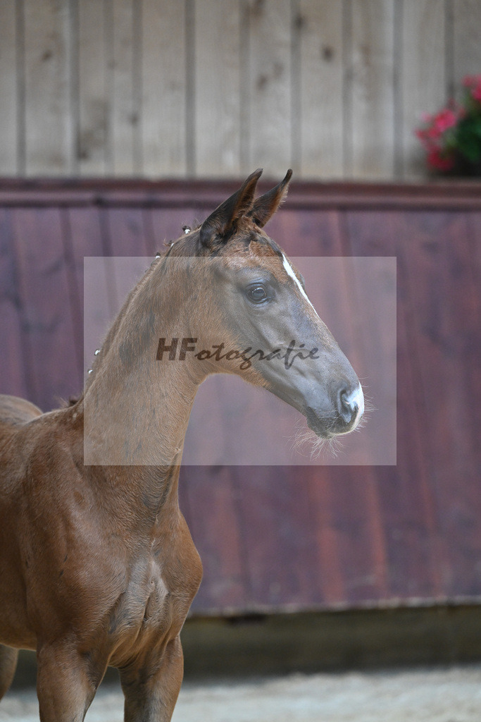 Kat-Nr. 25 HF DSP Va Bene_Richter_26230345 | hf-fotografie - Realisiert mit Pictrs.com