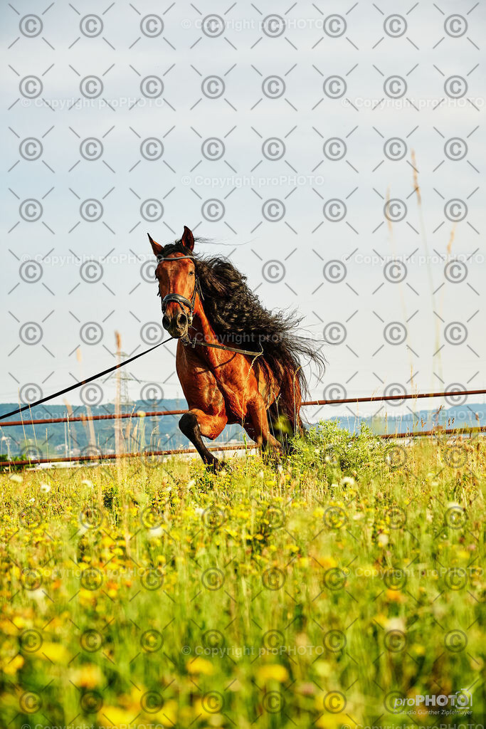 336_202406_Niki-Herodes_NZ9_0319 | proPHOTO - Realisiert mit Pictrs.com