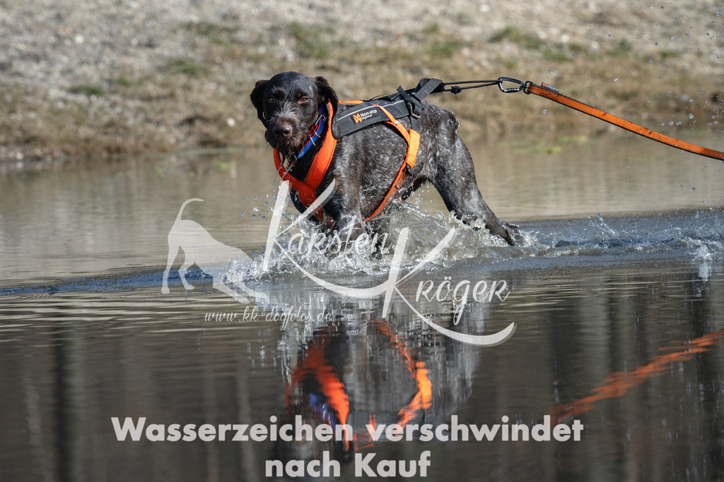 1249_ZZ92098 | kk-dogfotos