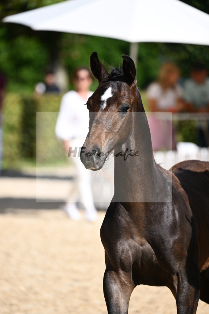 Kat-Nr. 14 HF DSP Va Bene x Fairbanks_Rainer_27230207 | hf-fotografie - Realisiert mit Pictrs.com