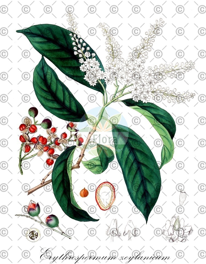 HistAbb_6344T_1_ENZY_Simple | Historische Abbildung von Erythrospermum zeylanicum - Achariaceae | Historical Illustration of Erythrospermum zeylanicum - Achariaceae