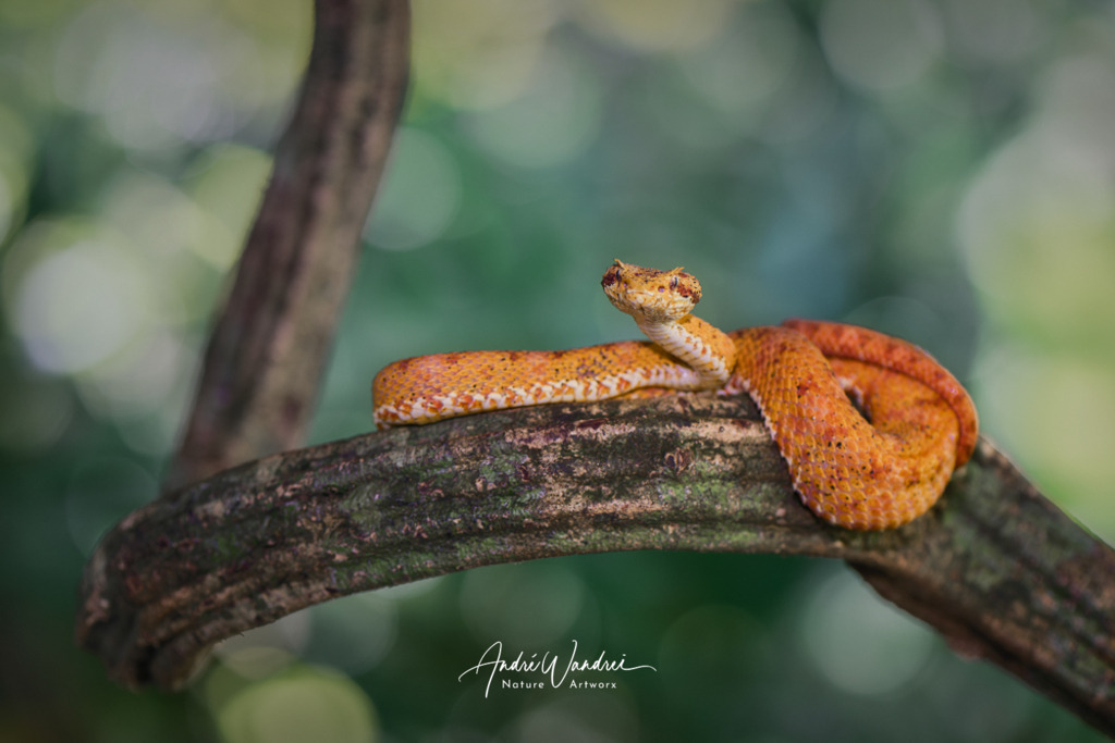 Greifschwanz-Lanzenotter am Ausguck | Andre Wandrei - Nature Artworx - Realisiert mit Pictrs.com