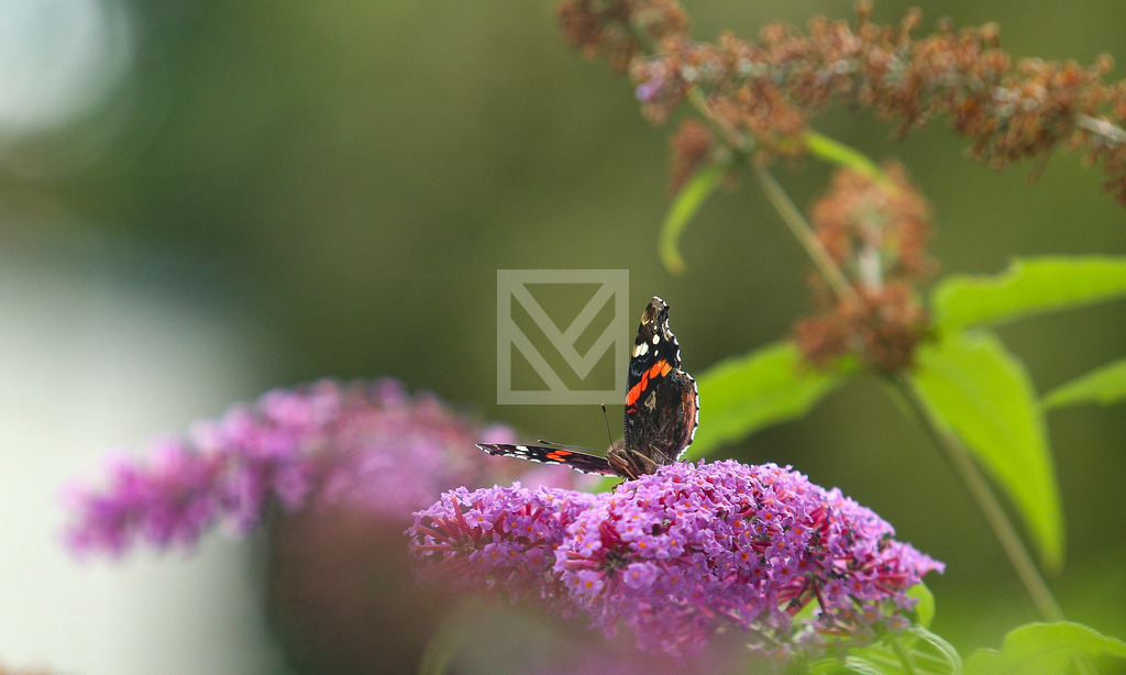 Admiral | Die Online-Fotodatenbank von Marcel Mücke. Bilder für private oder kommerzielle Zwecke kaufen oder als Druck bestellen. - Realisiert mit Pictrs.com
