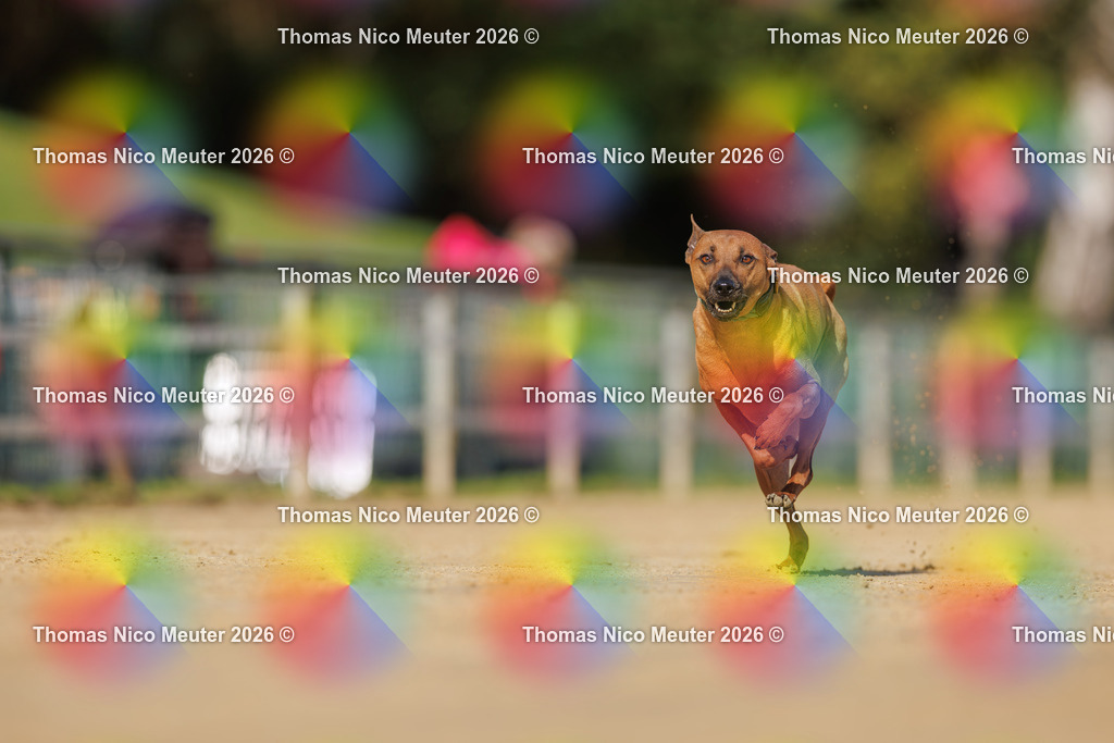 Thomas_Nico_Meuter(C)_03. Oktober 2026_223A3843 | Bild von Thomas Nico Meuter - Realisiert mit Pictrs.com