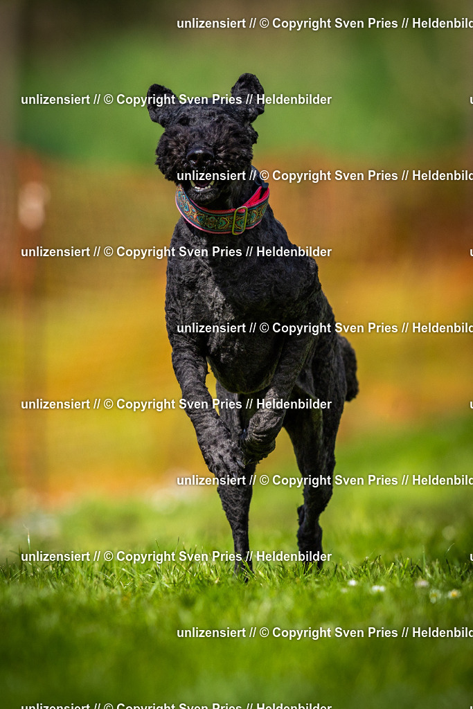 Sven Pries | 2025-04-13 - Hunderennen Baden-Baden - Realisiert mit Pictrs.com