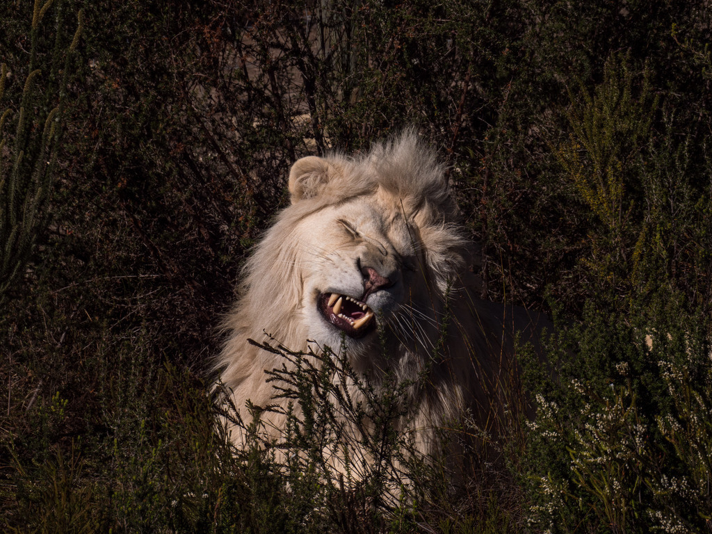 PANA3076-LR | Natur im Moment - Realisiert mit Pictrs.com