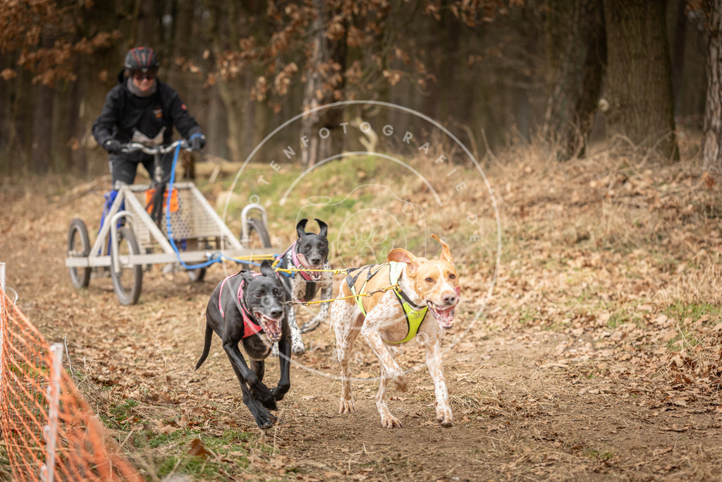 Pfotenfotografie_DV3A4834 | Hundefotografie, Tierfotograf, Pfotenfotografie, Fotoshooting Hund, Hunde Portrait, Hundesport, Hundeportraits, Heideshooting, Hunde, Sportfotograf, Hundefotograf, Turnierhundsport, THS,  - Realisiert mit Pictrs.com