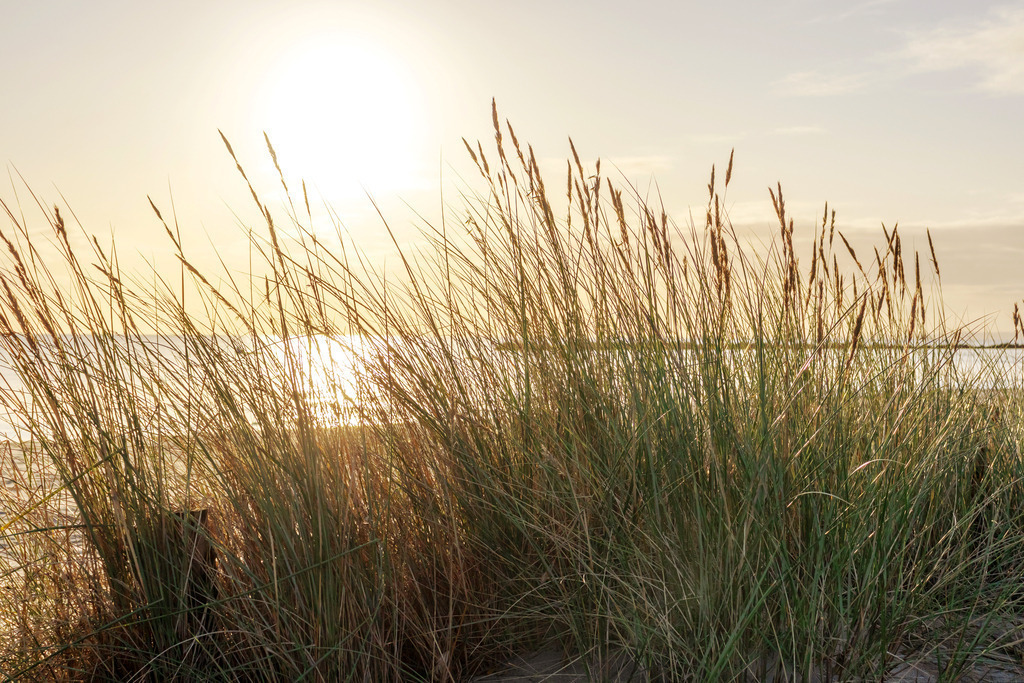 Wandbild: Strandhafer im Sonnenschein am Meer | Dieses maritime Wandbild im Querformat zeigt Strandhafer im Sonnenschein der aufgehenden Sonne am Meer. Holen Sie sich diese schöne maritime Morgenstimmung auf Leinwand, Aluminium-Platte oder Acrylglas. Ideal fürs Wohnzimmer, Schlafzimmer, Küche, den Arbeitsplatz oder die Ferienwohnung.   - Realisiert mit Pictrs.com