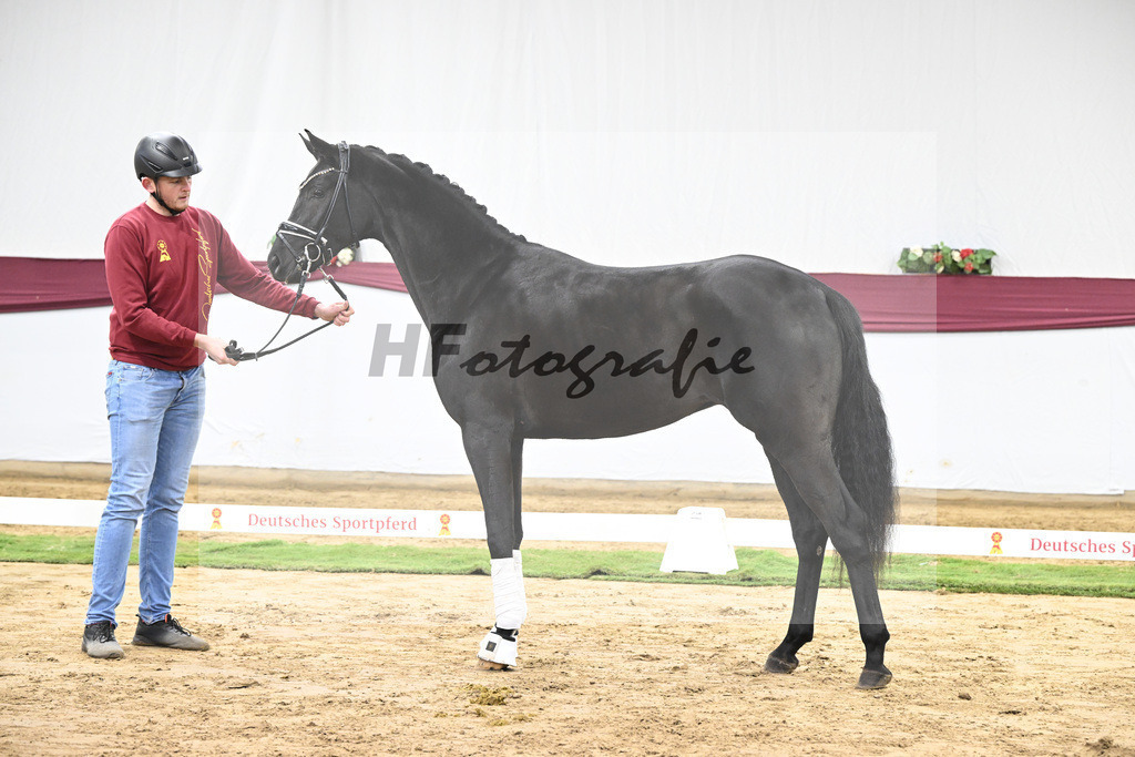 Kat-Nr. 56 Fair Deal x Fuerst Heinrich_Wilhelm u. Marvin Klausing GbR_47252080 | hf-fotografie - Realisiert mit Pictrs.com