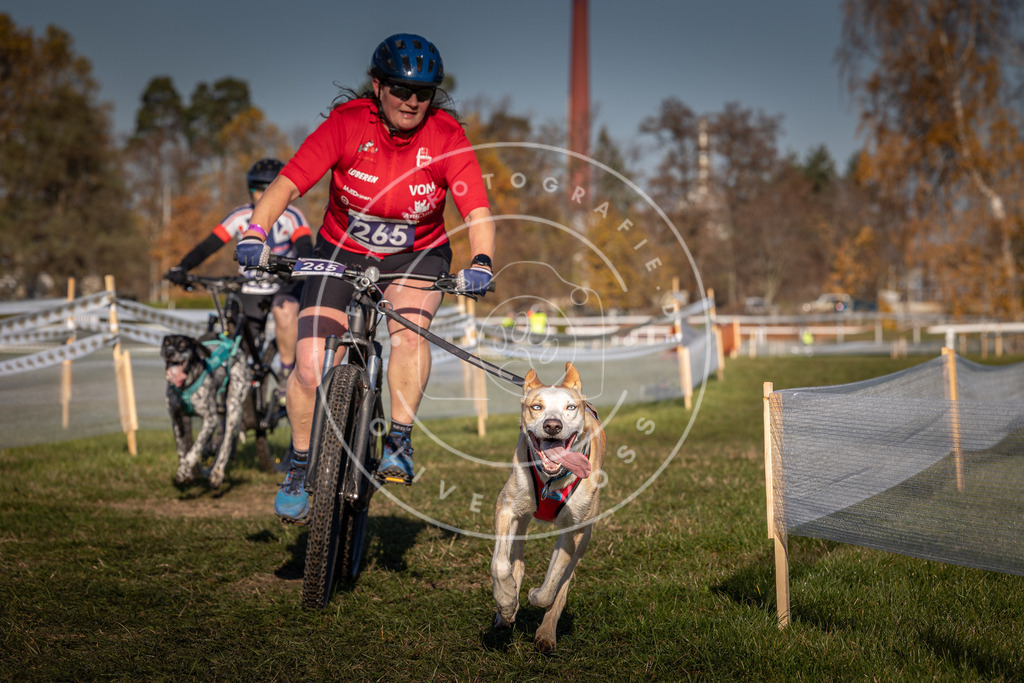 CaniXpix_0L8A5077 | Hundefotografie, Tierfotograf, Pfotenfotografie, Fotoshooting Hund, Hunde Portrait, Hundesport, Hundeportraits, Heideshooting, Hunde, Sportfotograf, Hundefotograf, Turnierhundsport, THS,  - Realisiert mit Pictrs.com