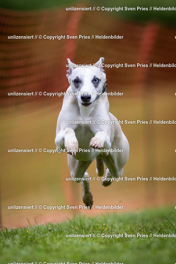 Sven Pries | 2024-04-21 - Hunderennen Baden-Oos
Foto: Sven Pries - Realisiert mit Pictrs.com